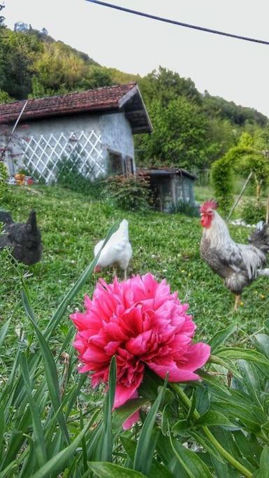 Casa Nella Natura Il Risveglio Degli Elfi Pedavena Bagian luar foto